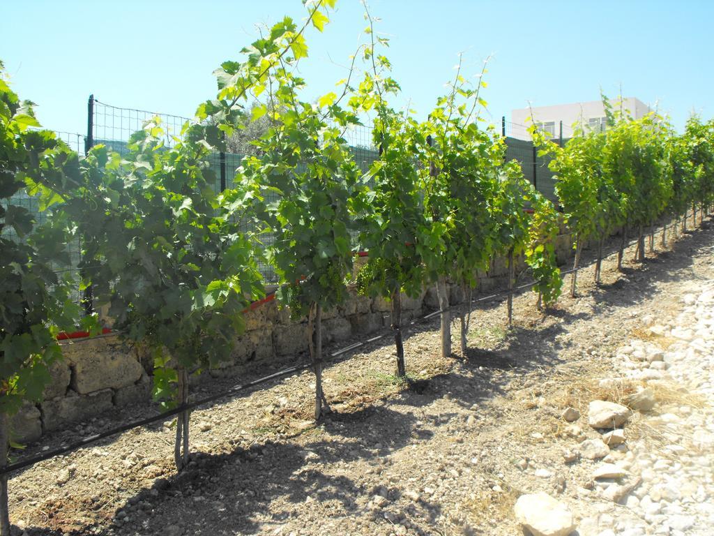 Agriturismoeloropizzuta Lido di Noto Exteriör bild
